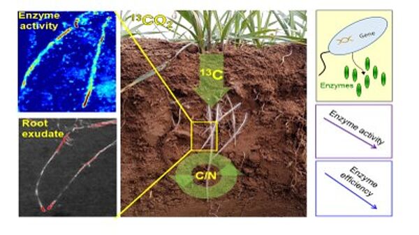 Example of root-window system which enables in situ visualization of enzyme activity and root exudation along with localized rhizosphere-hotspot sampling for analysis of microbial activity and functionality (Bahar Razavi, CAU)