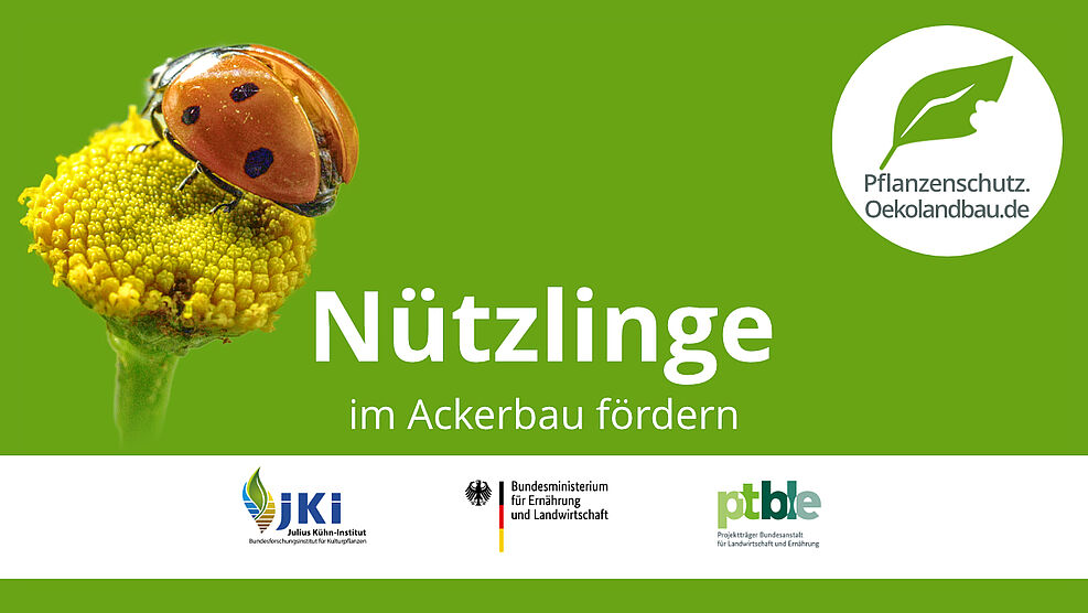 
	Kartoffelkäfer_Thumb
