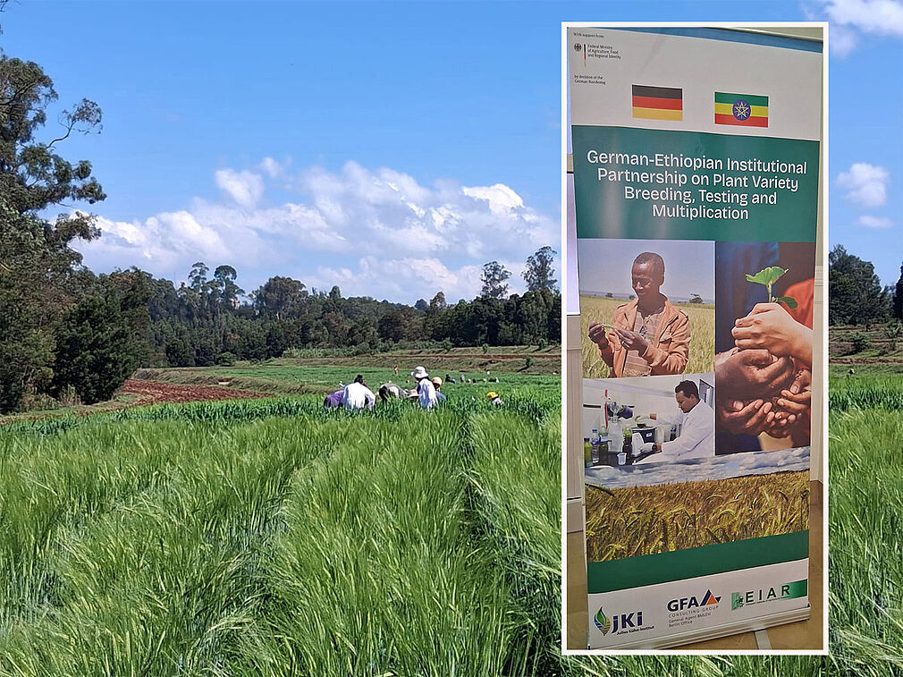 Ziel der einjährigen Verwaltungspartnerschaft zwischen dem JKI und dem Ethiopian Institute of Agricultural Research (EIAR) ist es, den fachlichen Austausch und die wissenschaftliche Zusammenarbeit im Bereich der Pflanzenzüchtung gezielt zu stärken. © C. Harms/JKI