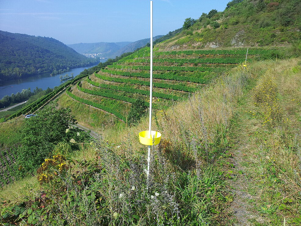 Monitoring-Farbschalen am Rande einer Weinbergbrache bei Pommern/ Mosel. Dieser Fallentyp erwies sich im Untersuchungsgebiet als die effizienteste Methode zur Bienenerfassung.