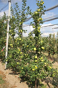 Zwei Bäume mit grün-gelben Äpfel der Sorte Pia41 stehen in einer Obstanlage.