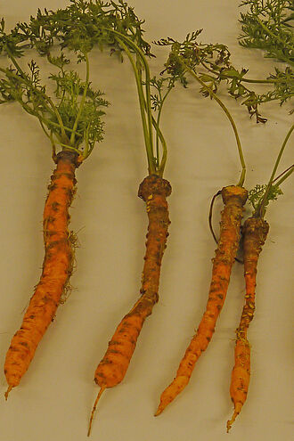 Möhren mit Krankheitssymptomen unklarer Herkunft, die auf bakterielle Erreger getestet werden müssen. © N. Kuzmanovic/JKI