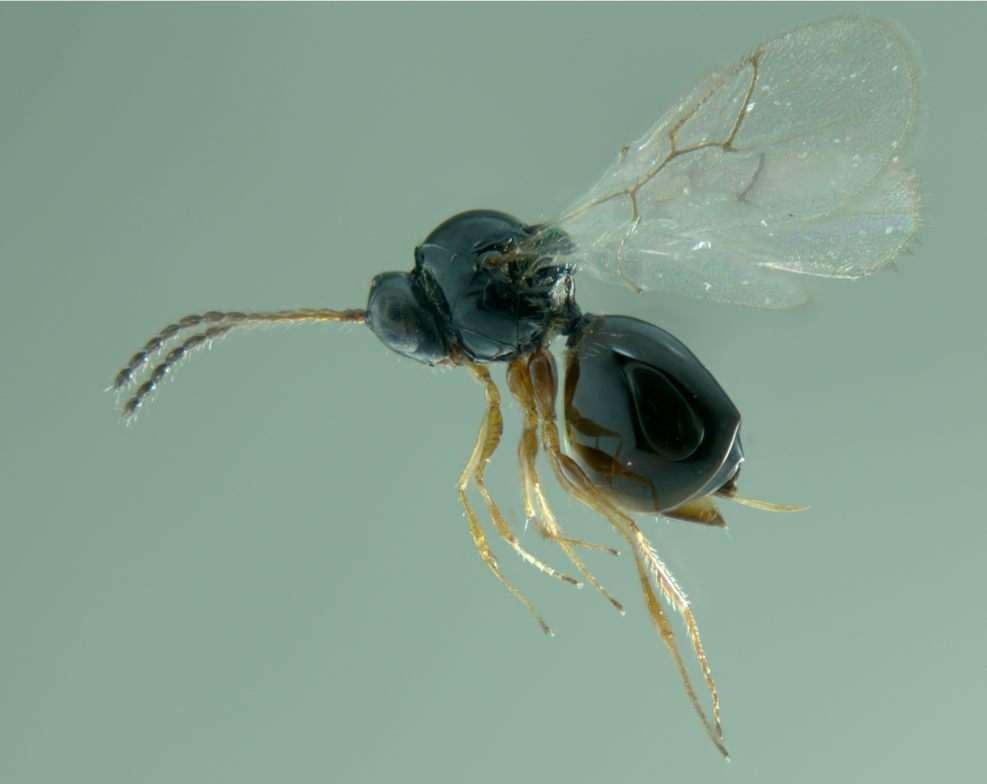 
	Leptopilina japonica: parasoid wasp and antagonist of Drosophila suzukii.
