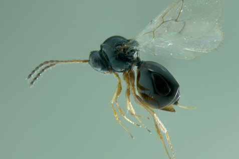 Leptopilina japonica: parasoid wasp and antagonist of Drosophila suzukii.