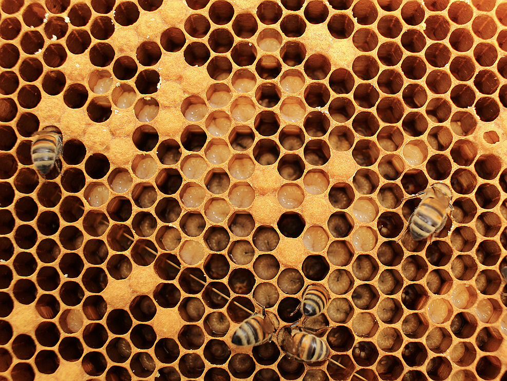
	Ammenbienen bei der Brutpflege von Honigbienenlarven. © R. Odemer/JKI
