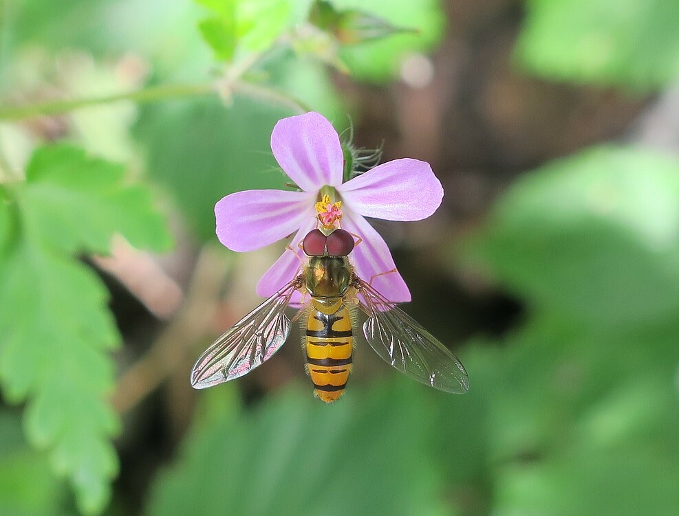Schwebfliegen sind nicht nur wichtige Bestäuber, ihre Larven fressen auch Blattläuse. ©Peggy Marx/JKI