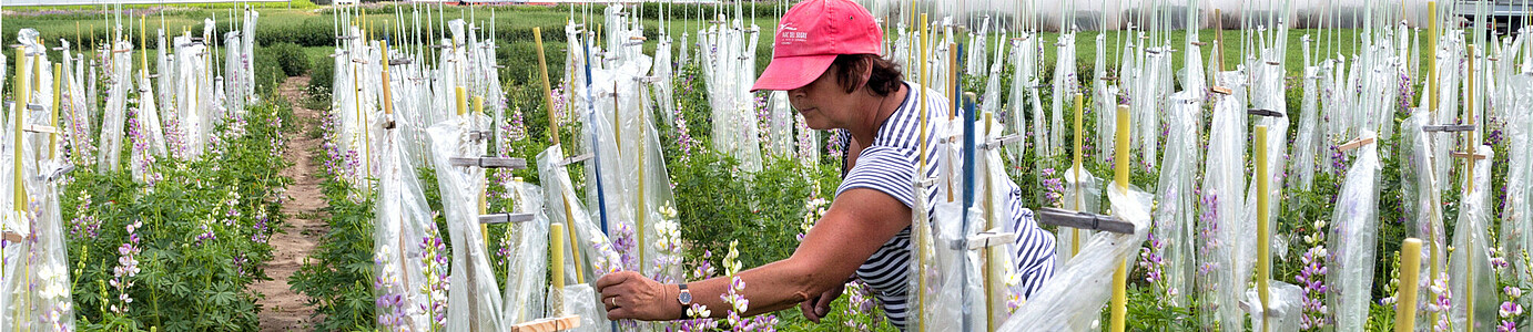 Ein Frau steht auf einem Feld mit weiß-lila blühender Lupine. Teile der Blüten sind eingetütet. Die Frau betrachtet diese prüfend.