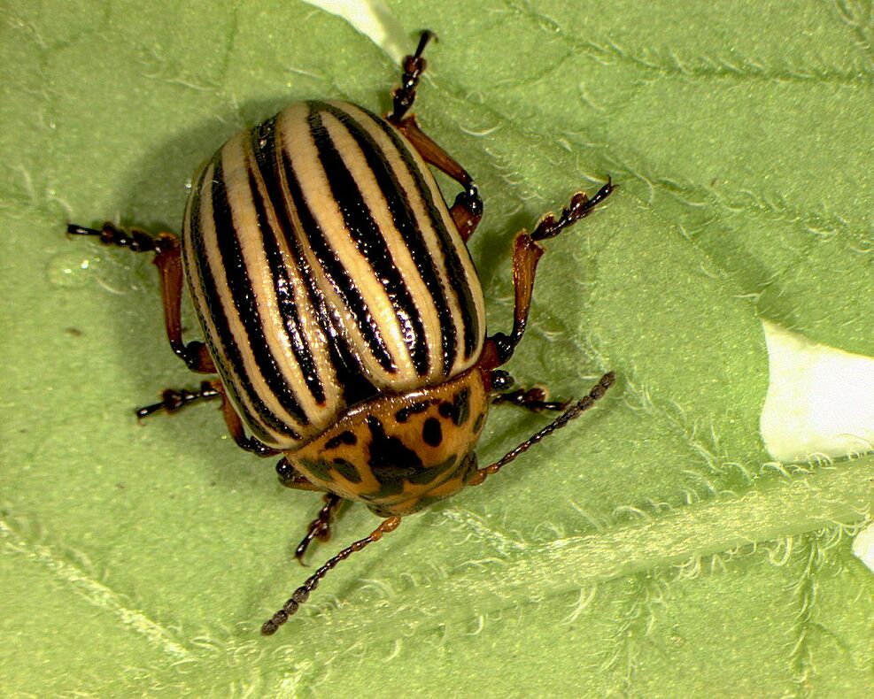 Ein Kartoffelkäfer (Leptinotarsa decemlineata). ©Ramona Thieme/JKI