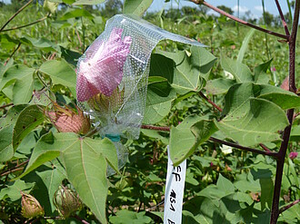 Im DFG-Projekt Plan4Bee zielt darauf ab, die Bestäubungsleistung von Baumwolle zu verbessern. Das Bild zeigt ein Bestäubungsexperiment mit Baumwollblüte.