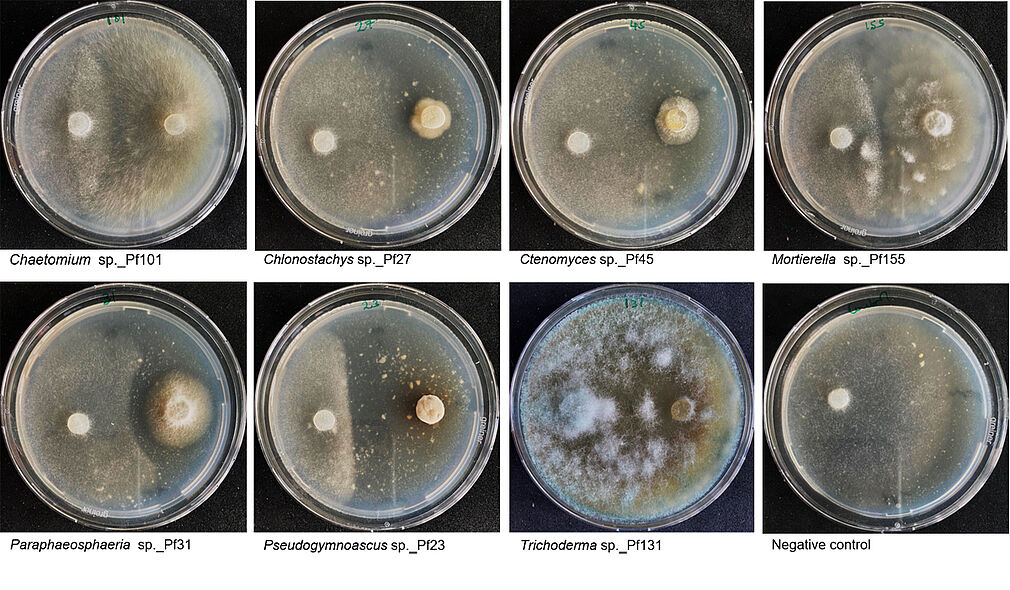 In-vitro-Hemmwirkung von Pilzisolaten gegen P. infestans (©Philemon Orwa).