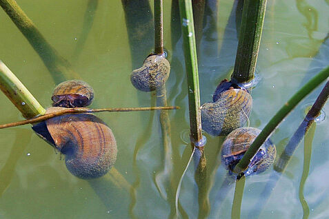 Apfelschnecken fressen in einem Teich an Flatter-Binse und Pfeilkraut. © Jess Van Dyke, Snail Busters, LLC, Bugwood.org