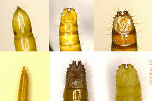 Zu sehen: Sechs Hinterenden von Drahtwürmern. Einige laufen spitz zu, andere enden in einer Art sichelförmiger zange. Die Färbung ist unterschiedlich zwischen braun bis gelb.