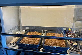 Abb.1: Weizensaatgutbehandlung unter der Sterilarbeitsbank. Foto: Dr. Andrea Braun-Kiewnick