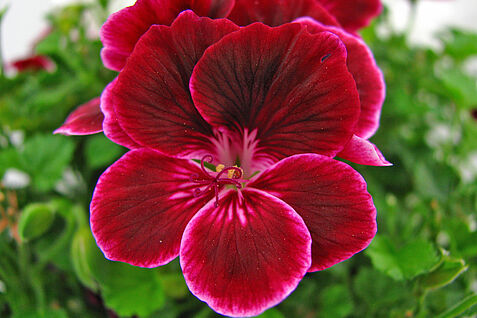 Merlotfarbene Pelargonie aus der Referenzsammlung des JKI. Merlotfarbene Pelargonie aus der Referenzsammlung des JKI.