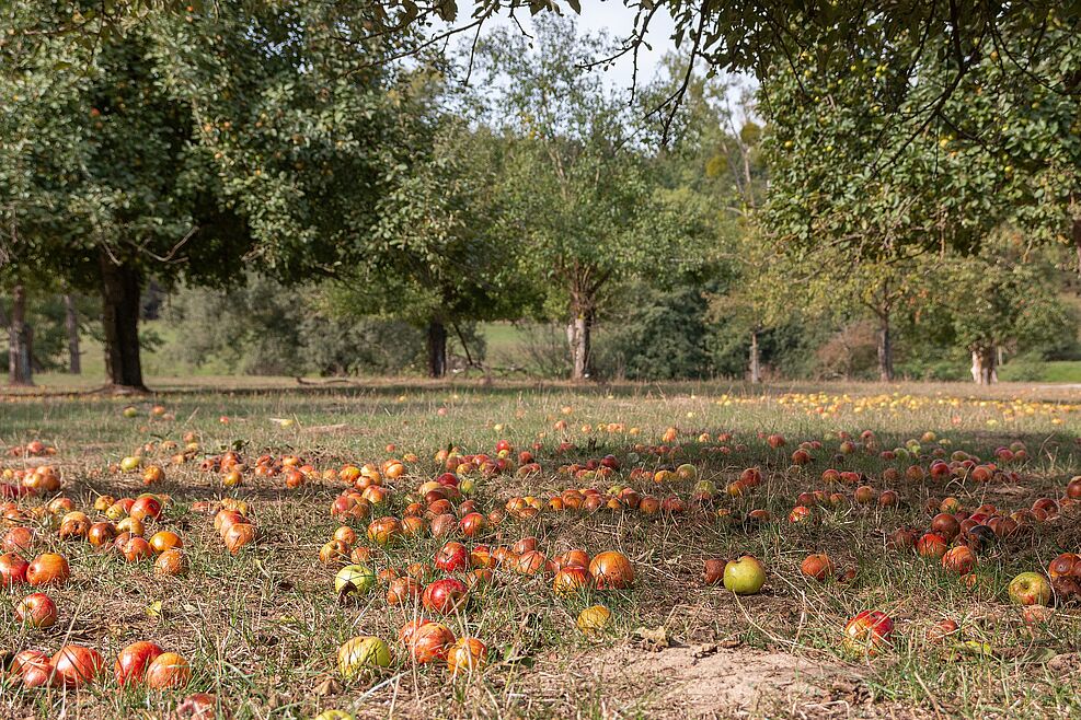 Das Bild ist in Bodennähe aufgenommen. In den vorderen zwei Drittel befindet sich Wiese, auf der runtergefallene Äpfel liegen. Im Hintergrund sind alte Obstbäume zu sehen.