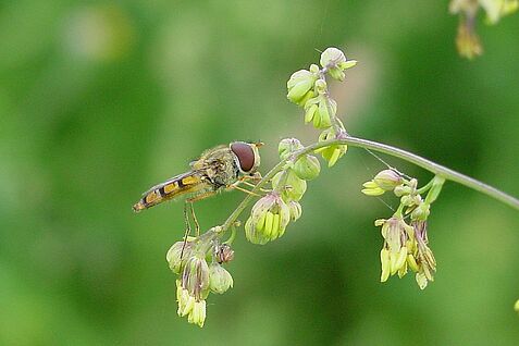 Schwebfliege auf Wildkraut © J. Hoffmann/JKI