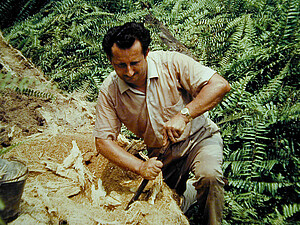 Dr. A. Huger zerlegt mit Buschmesser morschen Palmenstamm, um  Stadien des Palmen-Nashornkäfers für Diagnose zu erhalten (1963 Malaysia)