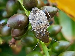 Baumwanzen (hier Halyomorpha halys) besaugen neben Blättern auch die Früchte verschiedener Baumarten.