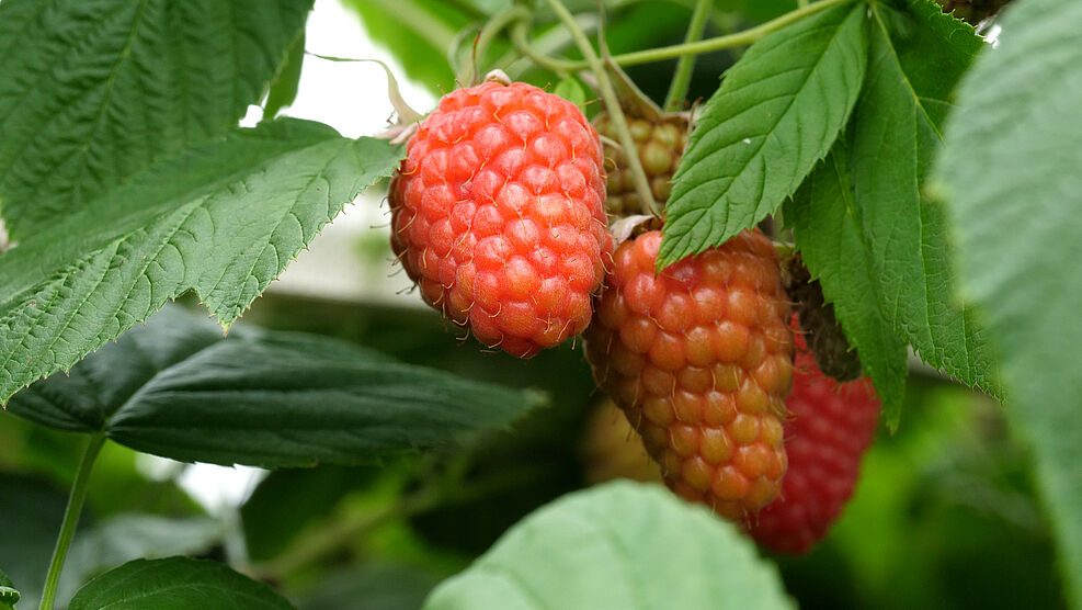 Auch bei Himbeeren ist der Farbumschlag der kritische Moment für das Einnetzen gegen die Kirschessigfliege. ©David Ungan/JKI