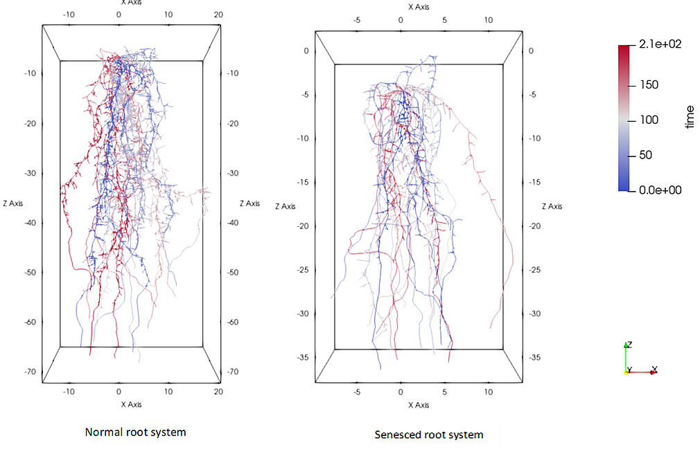 Normal wheat root system vs. infected root system with senesced root growth at half the age as normal (Sibghat Ullah, FZJ)