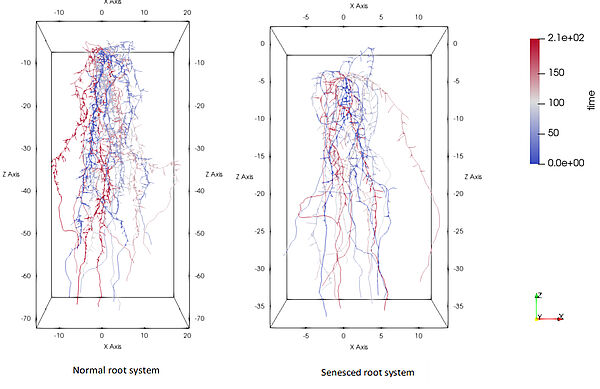 Normal wheat root system vs. infected root system with senesced root growth at half the age as normal (Sibghat Ullah, FZJ)