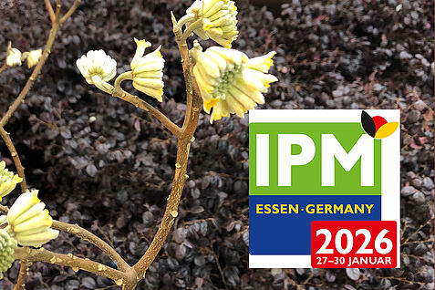 Spiel mit Kontrasten, weiße Blüte vor tiefrotem Blatt-Teppich. copyright Stefanie Hahn/JKI