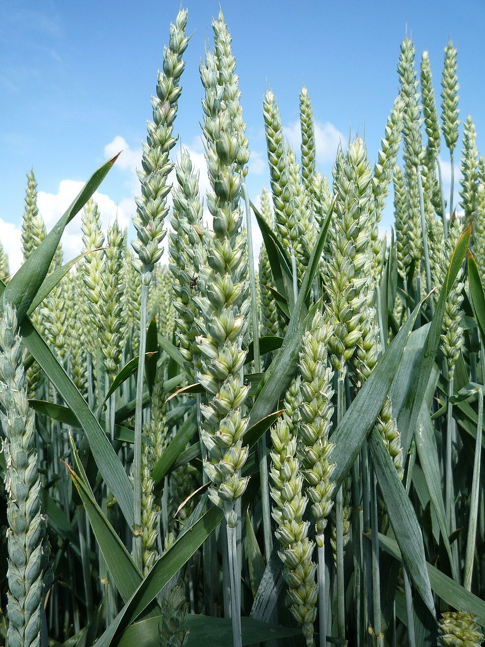 Weizenbestand (Triticum aestivum)