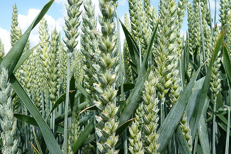 Weizenbestand (Triticum aestivum) Weizenbestand (Triticum aestivum)