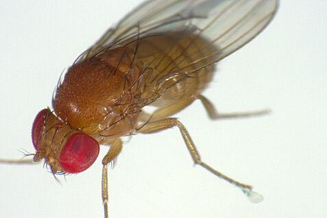 Drosophila suzukii Drosophila suzukii