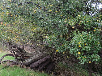 Die einheimische Wildbirne Pyrus pyraster in ihrer Vielfalt im Biosphärenreservat Südost-Rügen im Gebiet Klein Zicker