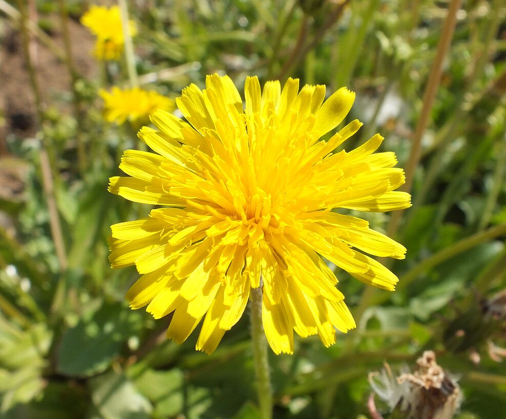 
	Einzelblüte des Russischen Löwenzahns (Taraxacum koksaghyz).
