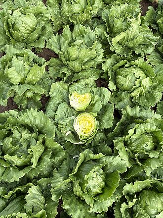 Der Eissalat ist relativ robust und verträgt im Gegensatz zu Blattsalaten Trockenperioden besser, allerdings muss bei hoher Luftfeuchtigkeit und Regen Mehltaupilzen vorgebeugt werden. © U. Vogler/JKI