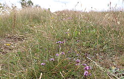 Der Sand-Thymian Thymus serpyllum ist ein „wilder Verwandter“ des Garten-Thymians (Lat. Thymus vulgaris), der als Gewürzpflanze angebaut wird. © M. Bönisch/JKI