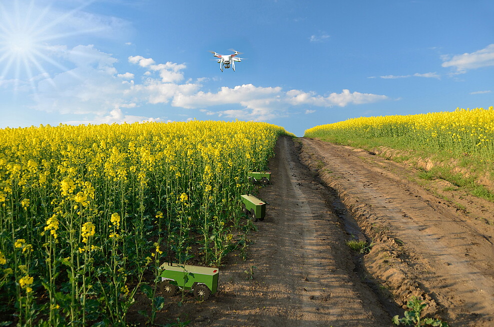 Vision digitalisierte Landwirtschaft: Feld-Roboter und Drohne in Raps  © anko_ter/fotolia.com (modifiziert)