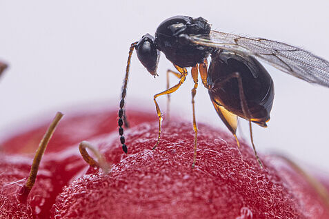 A female Leptopilina japonica during oviposition of spotted wing drosohpila larvae in a raspberry © Maximilan Pink, JKI