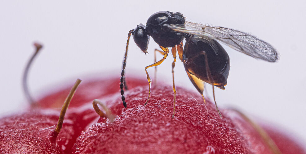 
	A female Leptopilina japonica during oviposition of spotted wing drosohpila larvae in a raspberry © Maximilan Pink, JKI
