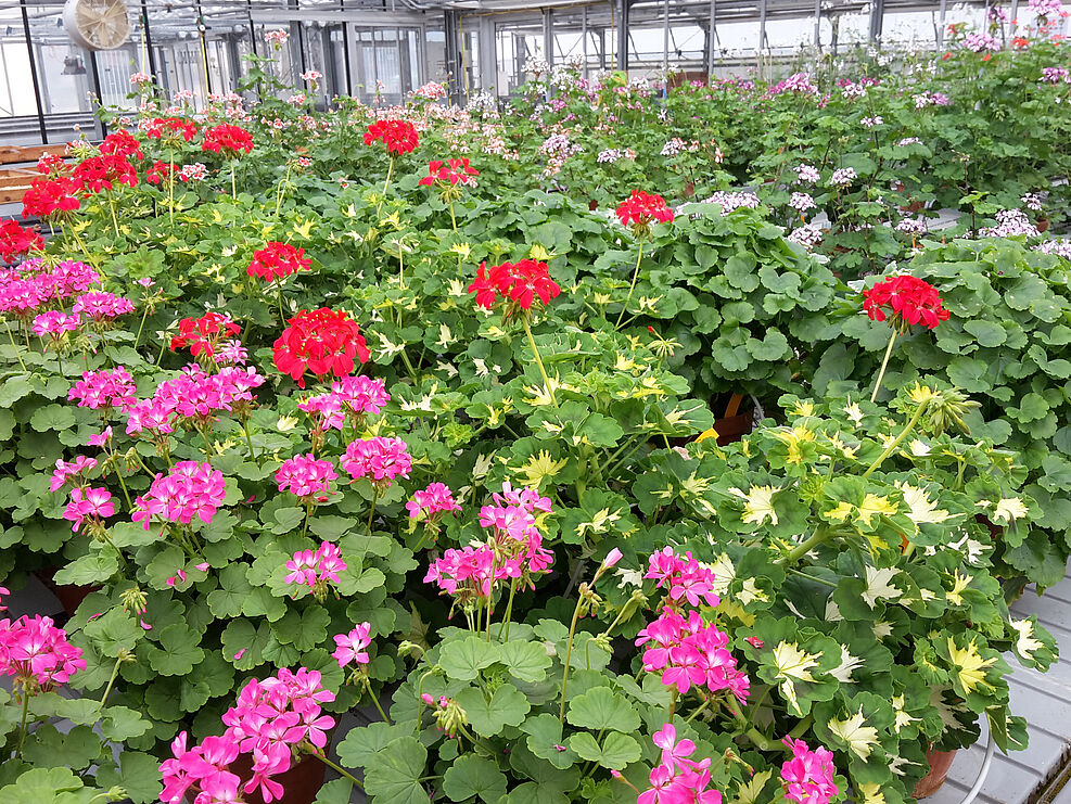 
	Pelargonium cultivation at the test station Dachwig/BSA: Pelargonium × hortorum ’Kleiner Liebling‘ and ‘A Happy Thought‘ (photo: S. Plaschil/JKI)
