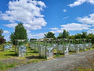 Mais im Mesokosmen-Versuch zur Bewertung der agronomischen Wirkung von Struvit, Versuchsjahr 2024.