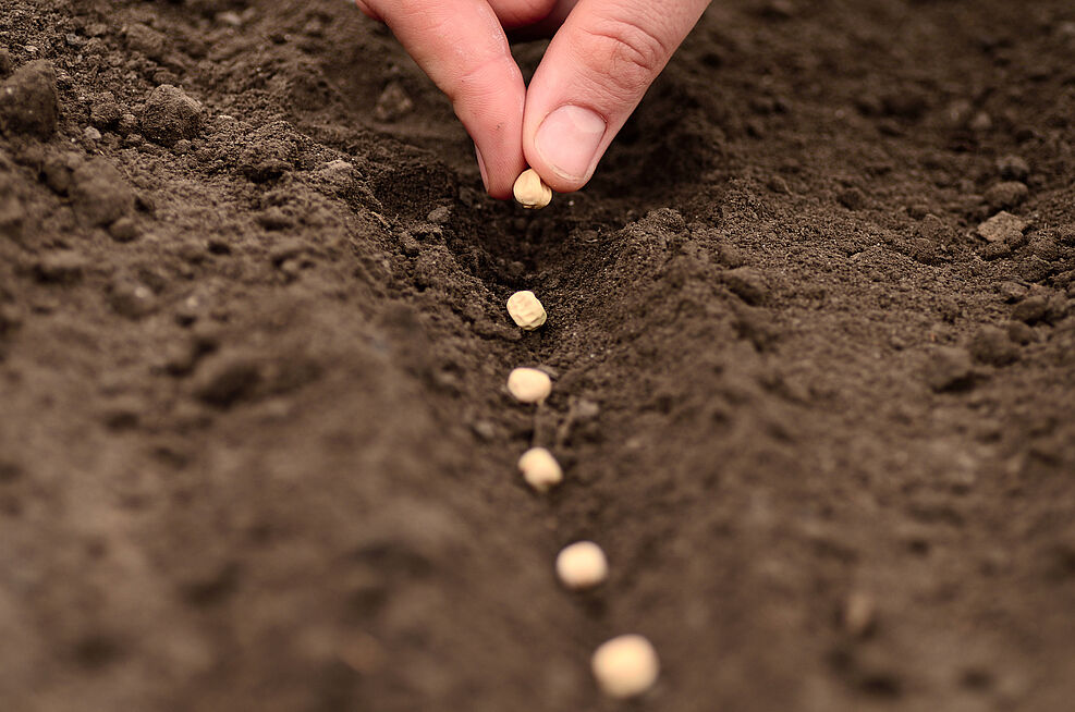 
	Samen wird per Hand in Rille gelegt
