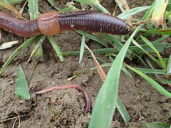 Ein bestimmt schon mehrere Jahre altes adultes und ein paar Monate altes juveniles Tier des Gemeinen Regenwurms (Lumbricus terrestris) auf dem Versuchsfeld in Dahnsdorf. (© Bernd Hommel/JKI)