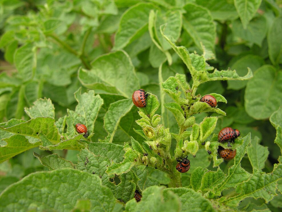
	Gefräßige Kartoffelkäferlarven an Kartoffeln. ©Ramona Thieme/JKI
