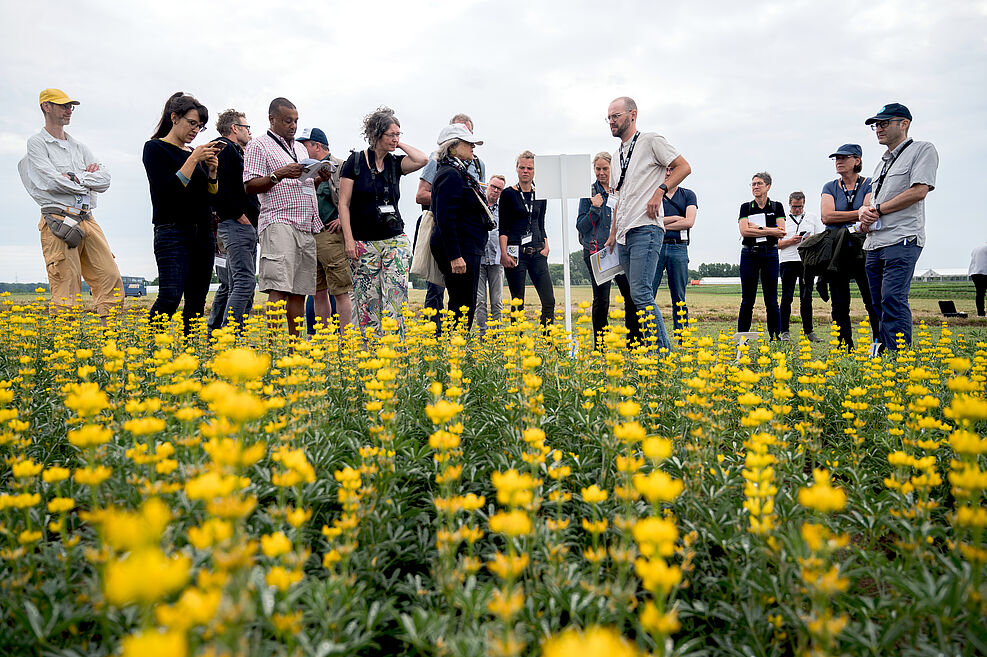 Fazit der ILC23-Konferenz: Um das Potenzial der Lupine stärker auszuschöpfen, müssen Neuzüchtung stabil hohe Proteingehalte bei möglichst geringem Bitterstoffgehalt aufweisen, gepaart mit Krankheitsreistenz und Trockstresstoleranz.