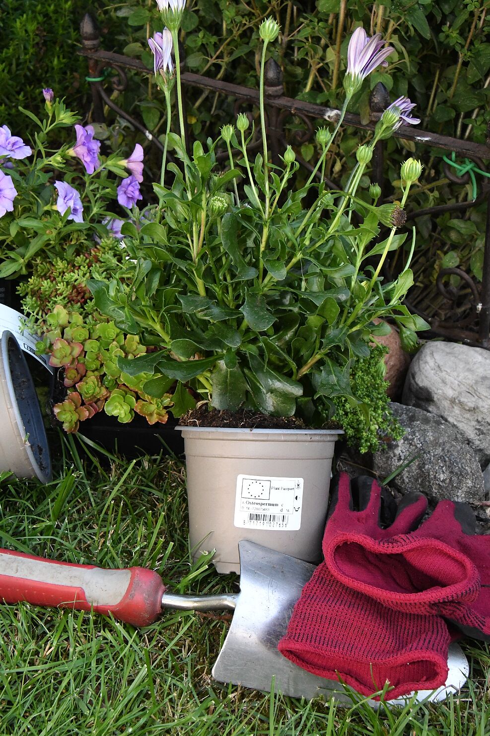 Symbolfoto EU-Pflanzenpassaufkleber auf Blumentopf