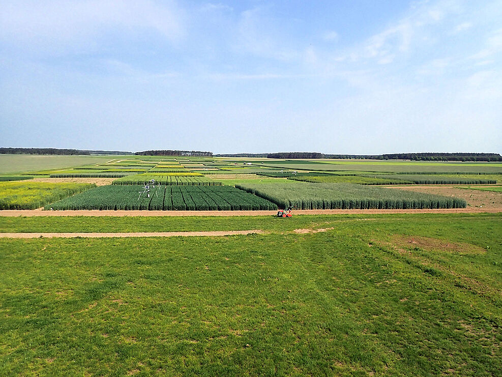 Blick über das Versuchsfeld Dahnsdorf. © Doreen König/JKI