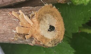 Grabwespe P. lethifer am Nestausgang in einem Holunderstab © J Furtwengler, JKI