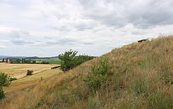 Im Naturdenkmal „Trog“ bei Quedlinburg im Landkreis Harz finden sich insgesamt 18 Wildpflanzen-Arten, die eine besondere Bedeutung für die Ernährung und Landwirtschaft haben. Foto: © M. Bönisch/JKI