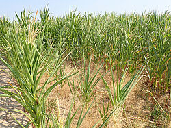 Im Dürrejahr 2018 hat die Trockenheit dem Mais in Dahnsdorf zugesetzt.