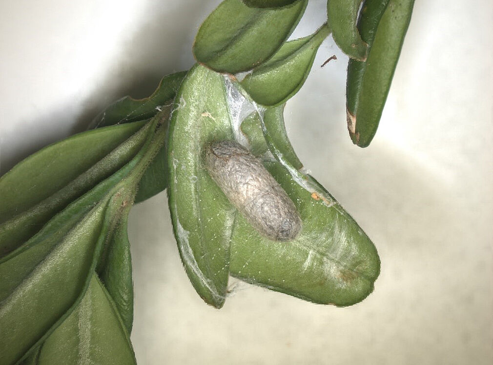 Kokon der Schlupfwespe Eriborus sp. im Blattgespinst des Buchsbaumzünslers. © Annette Herz, JKI