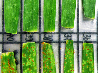 Auswertung der Zwergrost-Resistenz bei Gerste an Blattsegmenten von zehn Pflanzen.