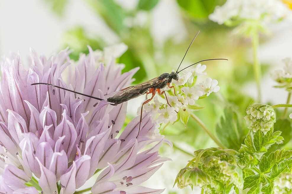 Schlupfwespe Liotryphon caudatus parasitiert letztes Larvenstadium des Apfelwicklers (Cydia pomonella). ©Simon Feiertag/JKI